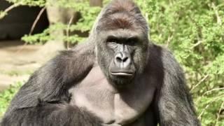 Harambe  A Picture of Harambe For 10 hours  Harambe background Harambe Screensaver Harambe Video