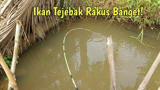 Mancing Ikan Wader Yang Kelaparan Karena Terjebak Kekeringan