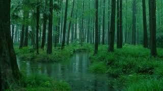 The beautiful forest is raining177  sleep relax meditate study work ASMR