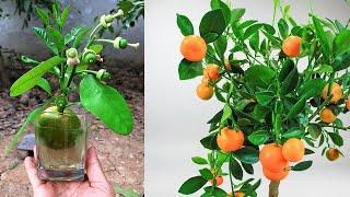 Amazing growing grafting Oranga tree fruit for Orangea 100% Work Oranges