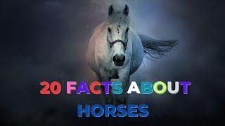 FACTS ABOUT HORSES  AMAZING FACTS ABOUT HORSES  HORSE BREEDS  WORLD WIDE HORSE