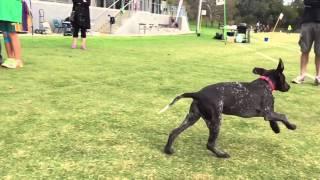 Puppies having fun in tunnels in slo-mo