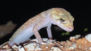 Have you ever heard a barking gecko bark?