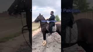 Mian Ahmed on his black horse