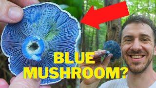 The Bluest Mushroom on the Planet Indigo Milk Cap Identification and Foraging. Lacatarius Indigo