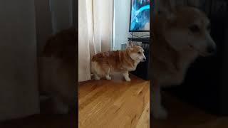 Corgi Stuck Behind TV Stand