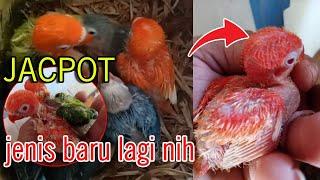 JEKPOT keluar RED BIOLA PF  BIOLA MERAH BADAN MERAH MATA MERAH  - bamis lovebird farm