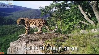 Amur leopards & Siberian tigers photography tours