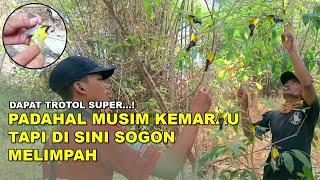 Mikat Sogon di Musim Kemarau Dan Hasilnya Tidak Terduga  Dapat Sogon Trotol Super