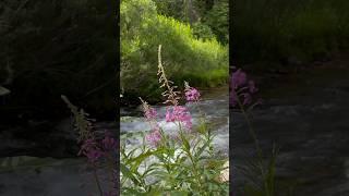 Hiking to Periodic  Intermittent Spring in Afton WY #idaho #wyoming #shorts #hiking #waterfalls