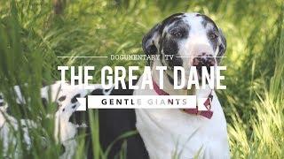 ALL ABOUT THE GREAT DANE THE K9 GENTLE GIANT