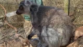 Ring-Tailed Lemur Encounter at Oglebay Good Zoo