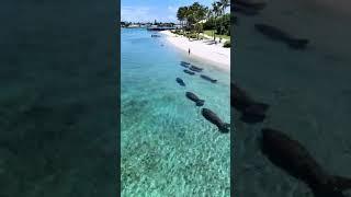 Manatee Spotting at Peanut Island