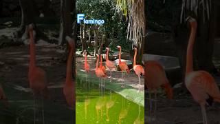 Animal dance flamingo sound #shortsfeed #animal #animaldance #trending #cuteanimals #viralvideo