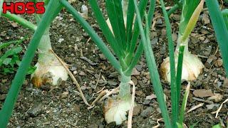 3 THINGS YOU MUST KNOW ABOUT GROWING ONIONS