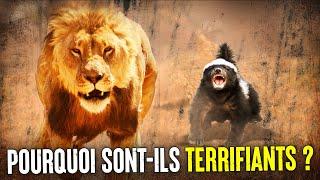 Pourquoi Le Ratel Ne Craint Pas Les Lions ?