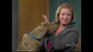 BCTV noon news dog licking the news host