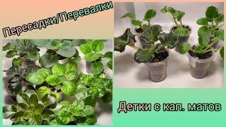 Пересадки фиалок. Детки которые росли на капиллярных матах.