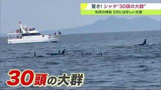 約30頭シャチの群れ目撃…知床半島沖 周辺でも目撃相次100頭ほどいた可能性も 「群れで行動するのが特徴」 230521 1030