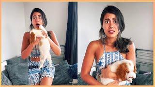 New Puppy Surprise Compilation 2024  Wholesome Surprise Moments