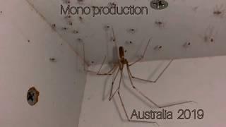 Daddy - Long - Legs spider with babies Australia 2019 Pholcidae