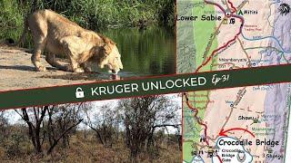 Vurhami LION PRIDE Cubs & LATEST Lion Updates