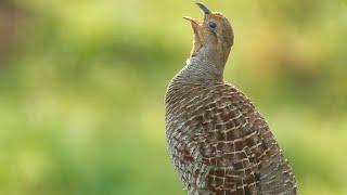 grey Francolin sound birds hunting of India #partridge subcontinent #loving voice songbird love bird