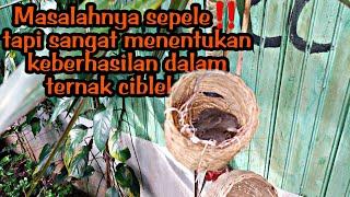 GAGAL BERKALI-KALI TERNYATA INI MASALAHNYA ‼️ TIPS TERNAK CIBLEK DI KANDANG AVIARY‼️