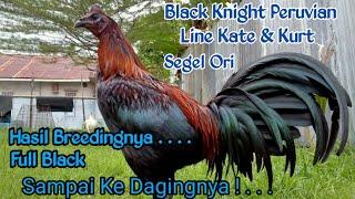 Hasil Breeding Black Knight Peruvian Segel Asli Kate & Kurt  Full Black Sampai Ke Daging.