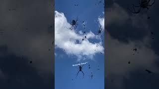 SCARY Spiders Hang Over Australian Street #Spiders #Shorts