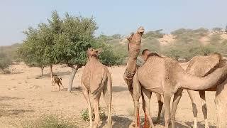 # desert animals Camel male and female Camel  romance