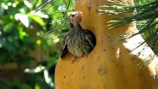 cowbird chick leaving chickadee nest