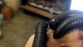 Giant Millipede - a. gigas