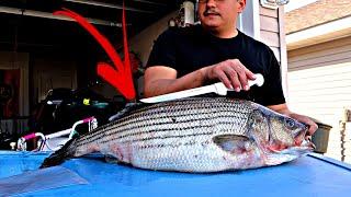 The EASIEST way to fillet a Striper striped bass 