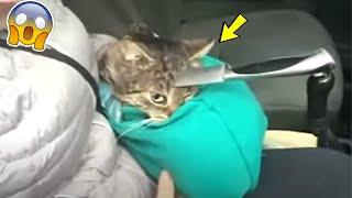 This cat was found with a knife in his head Its just terrible..