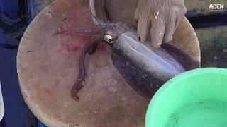 Cleaning Cuttlefish - Hong Kong Seafood Market