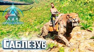 Саблезуб и Разведение Мегатериев - ARK Survival Ascended #23