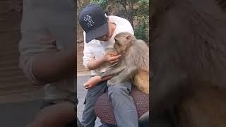 funny monkey videosfunny monkeymonkey videosfunny monkeysmonkey video