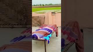 Buffalos farm #punjabi #farmer #duet #funny #love #shortsviral #cat