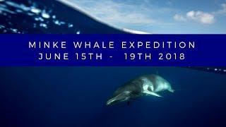 Minke Whale Expedition - June 15th - Great Barrier Reef