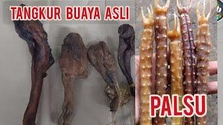 tangkur buaya asli  original alligator