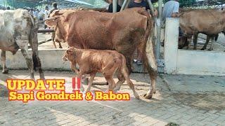 Review Harga Sapi Gondrekan Dan Babon Jenis Lemusin di Pasar Wage Siyonoharjo GK‼️@dunialembu