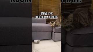 Emang ada kucing ras pintar?AnakkucinglucukucingpintarCutecatfunnycatkittenSmartcattrainingClevercat