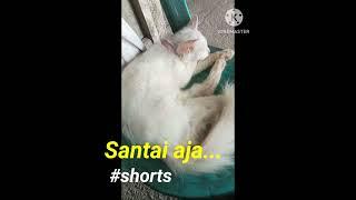 SANTAI AJA Broooo #shorts