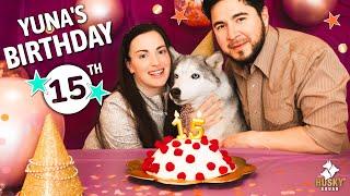 Spoiling My Senior Husky on Her Birthday + Easy Dog Birthday Cake Recipe