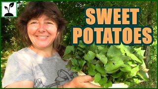 Sweet Potatoes  How To Plant Sweet Potatoes In A Raised Bed Garden