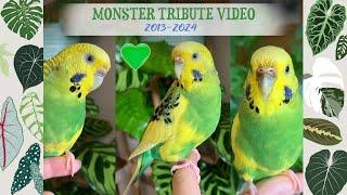 RIP My Beautiful Monster  Cute & Funny Clips  2013-2024 