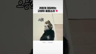 귀엽게 우는 냥이 울음소리