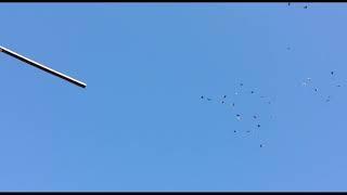 Краснодарские бойные голуби Начинаем полёты
