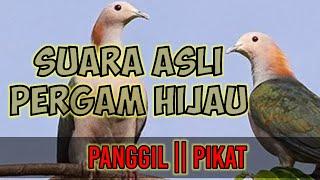 SUARA ASLI PERGAM HIJAU√√ PikatPanggil